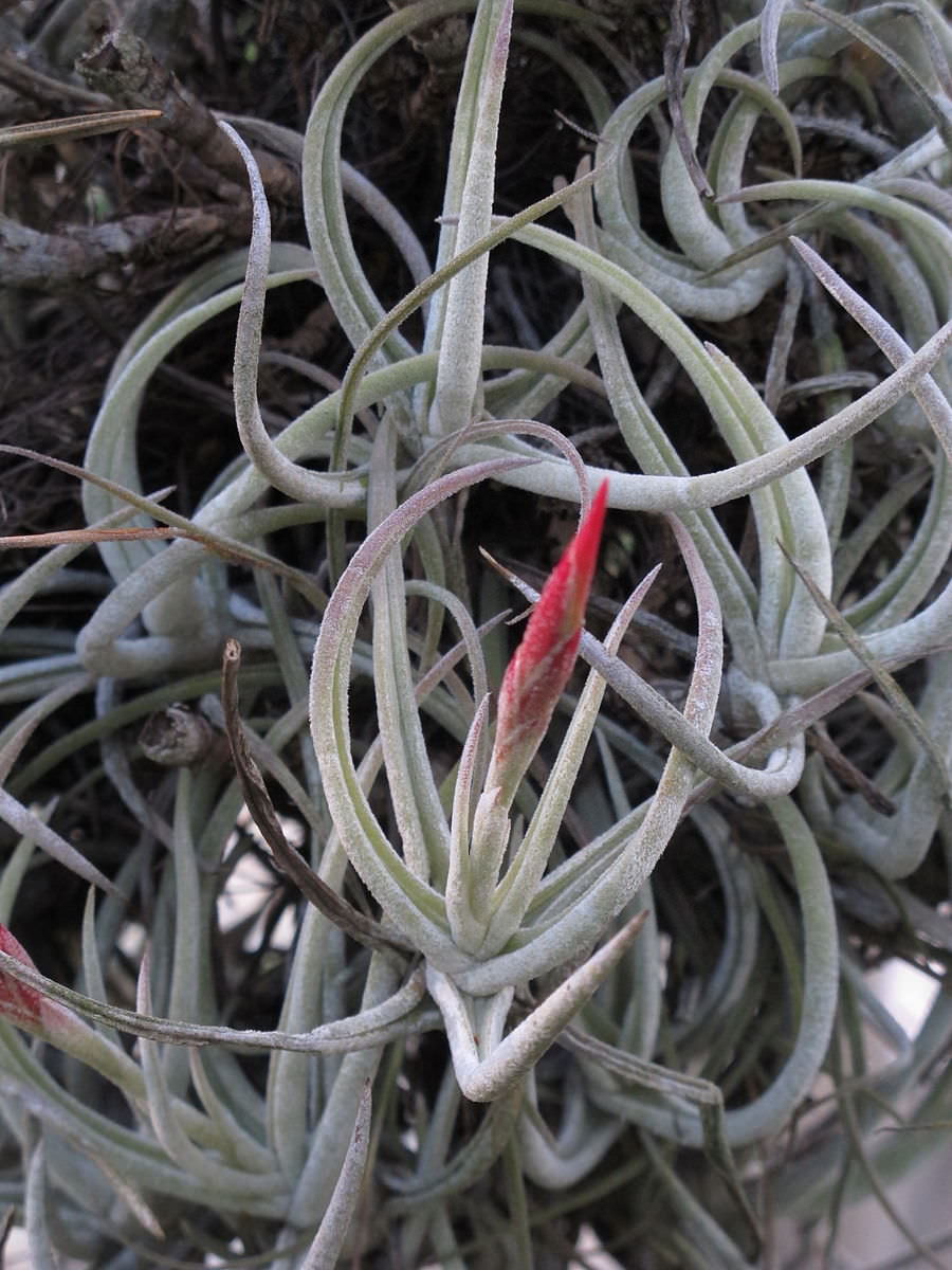 Tillandsia glabrior